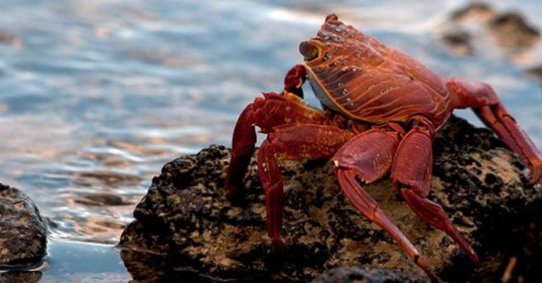 Sally Lightfoot crab