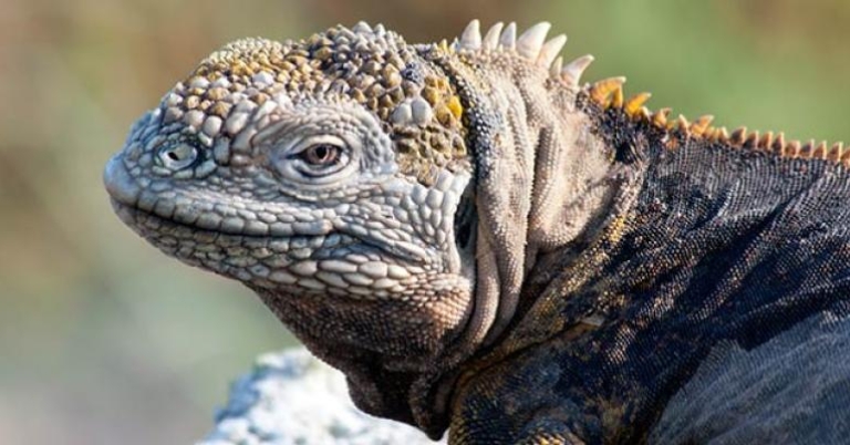 Land Iguana
