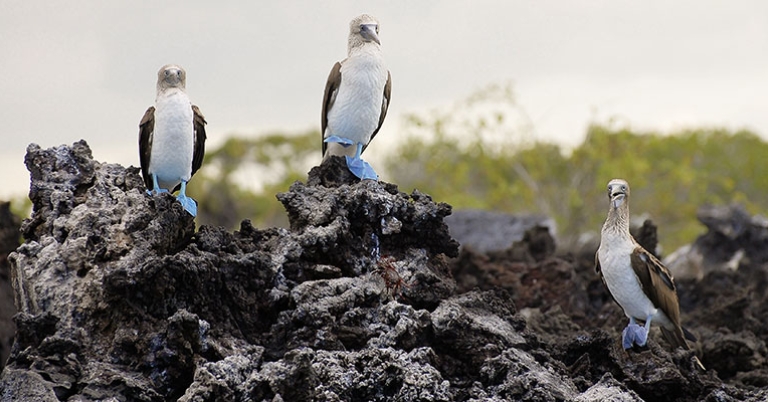 Blue-footed Boobies in the Galápagos