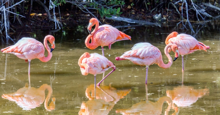 Flamingos in Galápagos