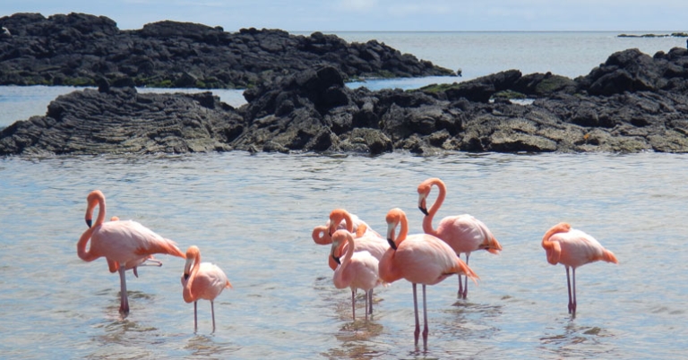 Galápagos Flamingos