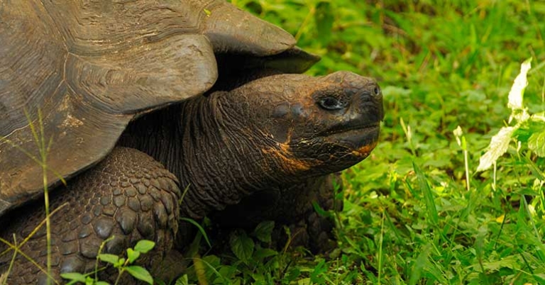 A giant tortoise can live over 100 years in the wild
