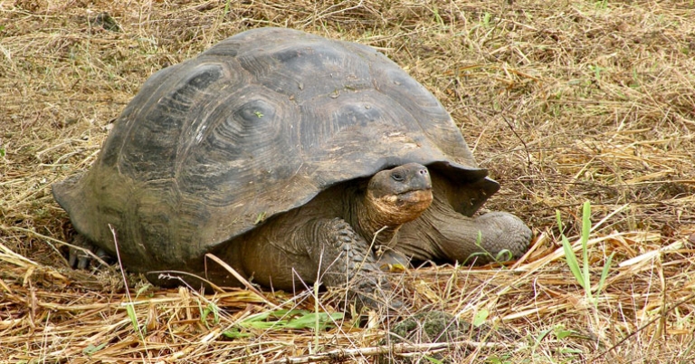 Galapagos giant tortoise