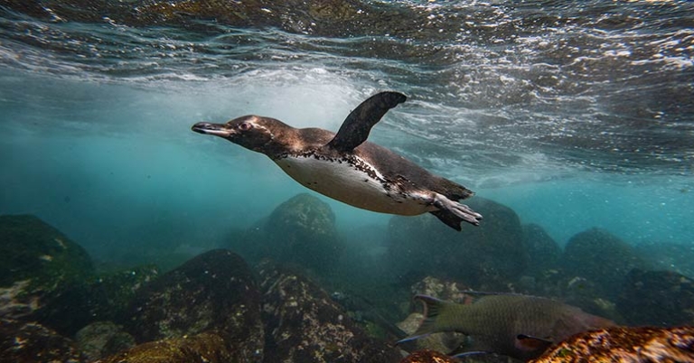 Galápagos Penguin