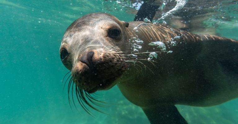 Galápagos sea lion