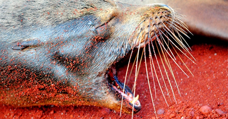 Galápagos sea lion on Rábida Island
