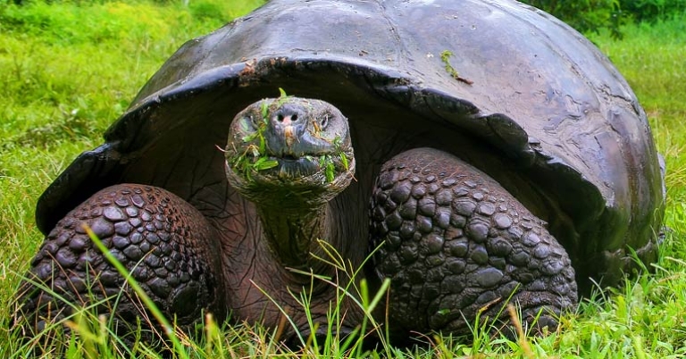 Galápagos tortoise