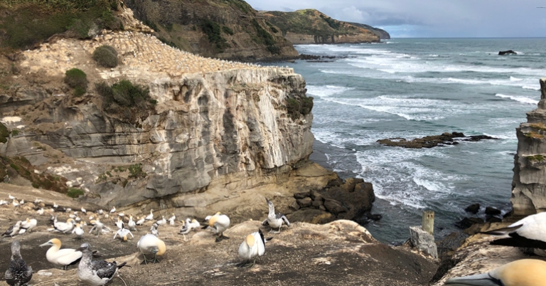 Gannets at Muriwai Beach