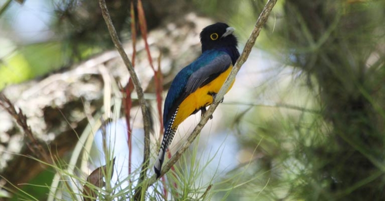 Gartered Trogon