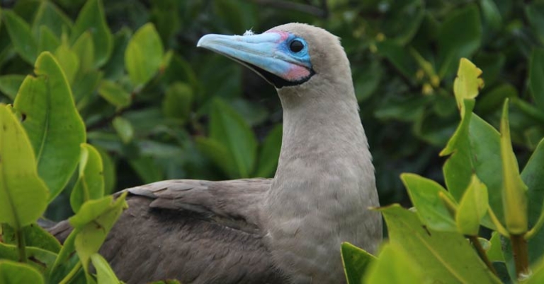 Red-footed Booby