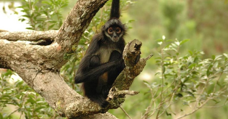 Geoffroy's Spider Monkey at the Belize Zoo