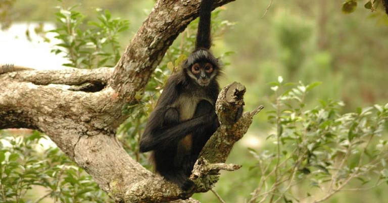 Geoffroy's spider monkey