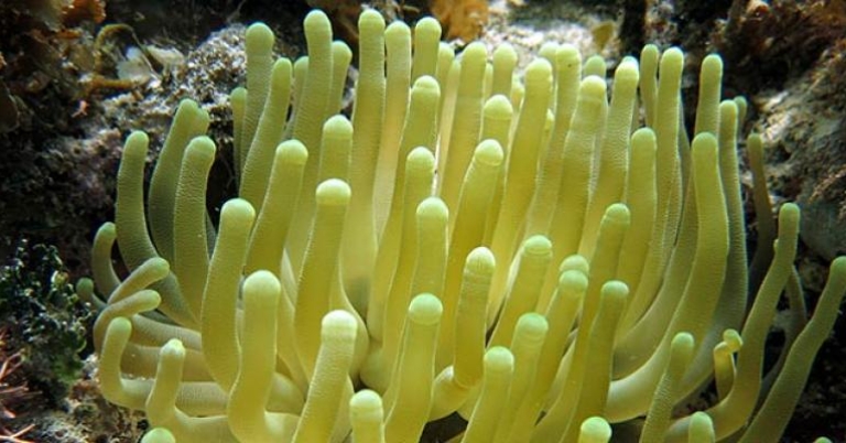 Giant Anemone at Tobacco Caye