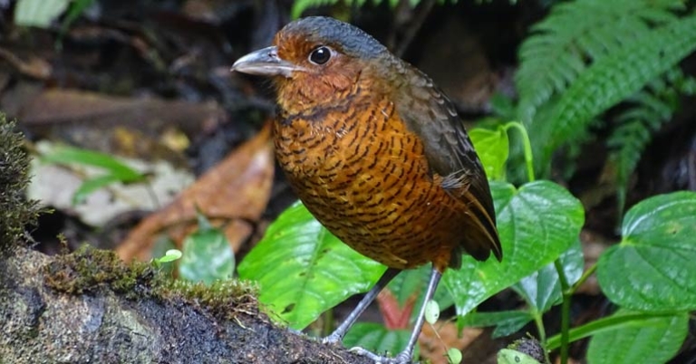Giant Antpitta