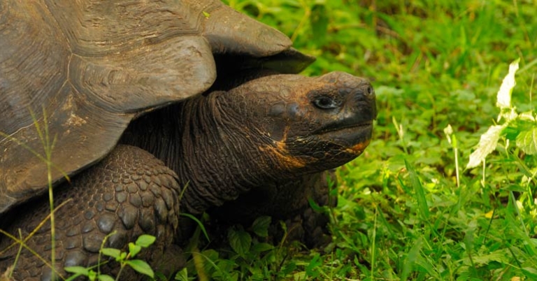 Galápagos giant tortoise