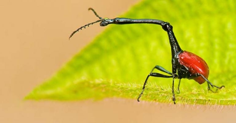 Giraffe beetle