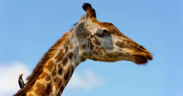 Giraffe and Red-billed Oxpecker