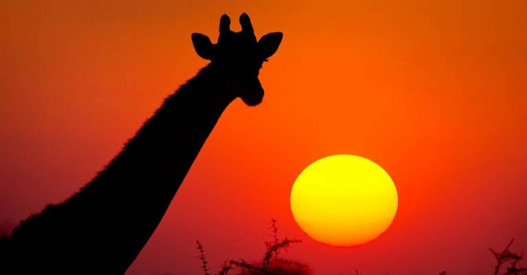 Giraffe at sunset