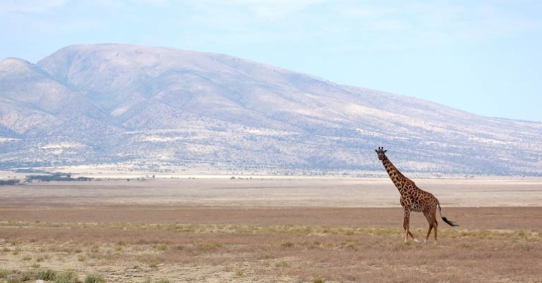 Giraffe on the Serengeti