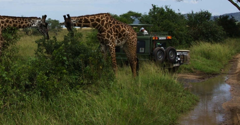 Giraffes in Serengeti