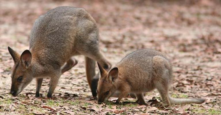 Red necked Wallaby