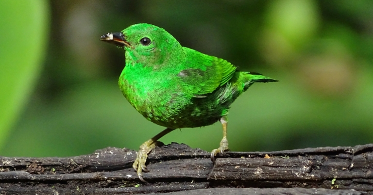 Glistening-green Tanager in Mashpi-Amagusa Reserve