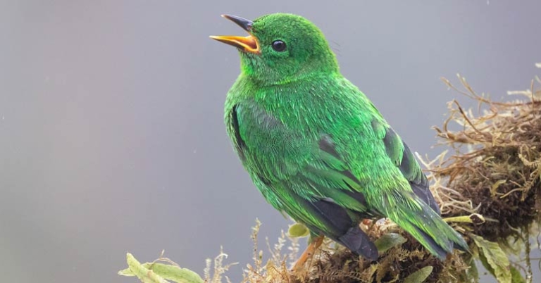 Glistening-green Tanager