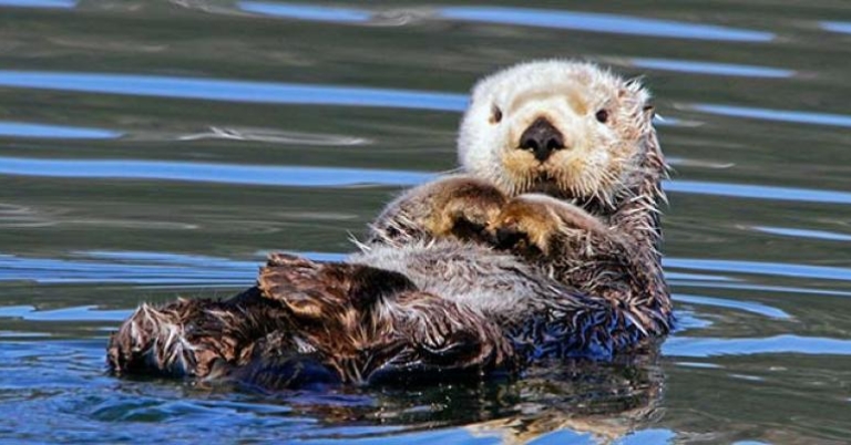 Sea Otter