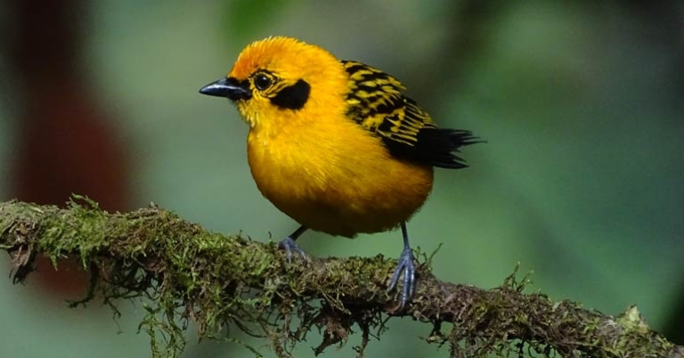 Golden Tanager at Mashpi-Amagusa Reserve