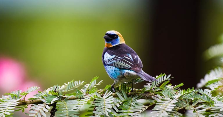 Golden-hooded Tanager