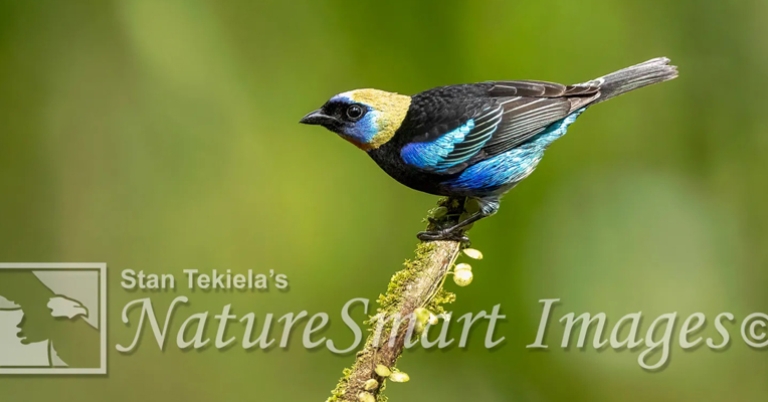 Golden-hooded Tanager