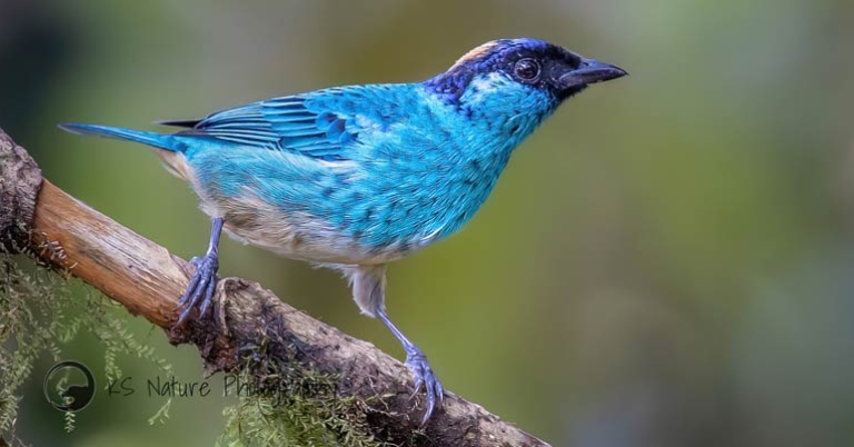 Golden-naped Tanager