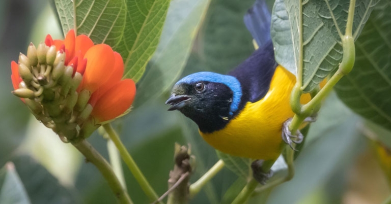 Golden-rumped Euphonia