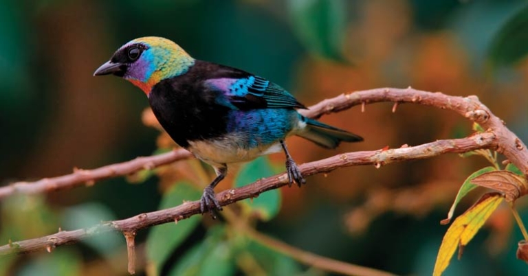 Golden-hooded Tanager