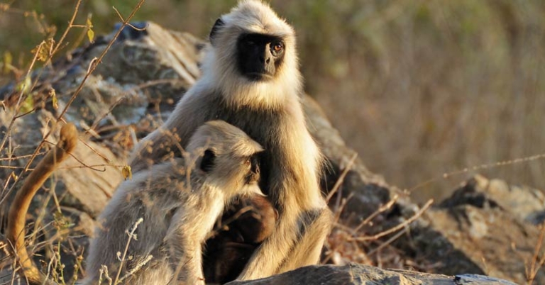 Gray Langur Monkeys