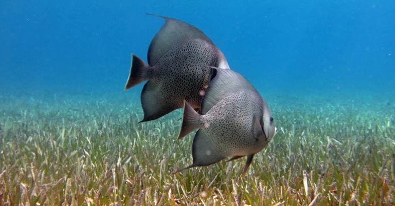 Gray angelfish