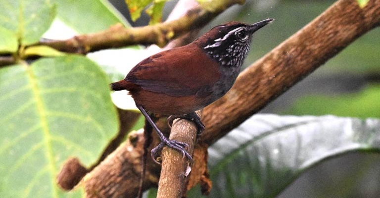 Gray-breasted Wood-Wren