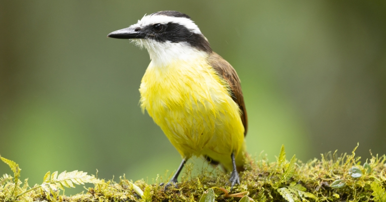 Great Kiskadee