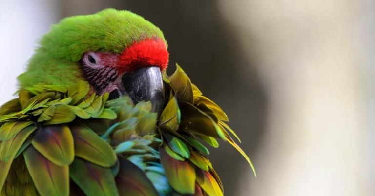 Great Green Macaw