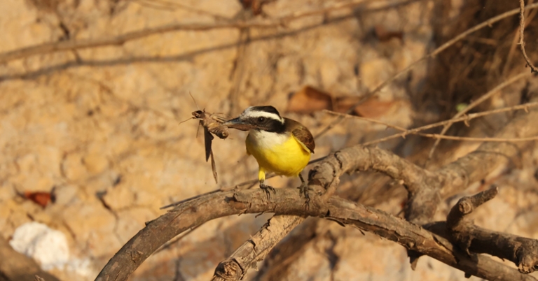 Great Kiskadee