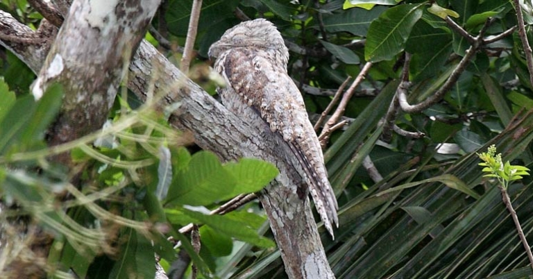 Great Potoo