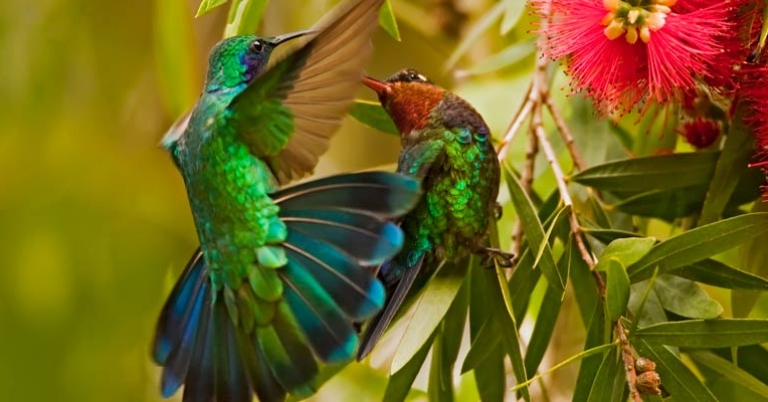 Lesser Violetear and Fiery-throated Hummingbird