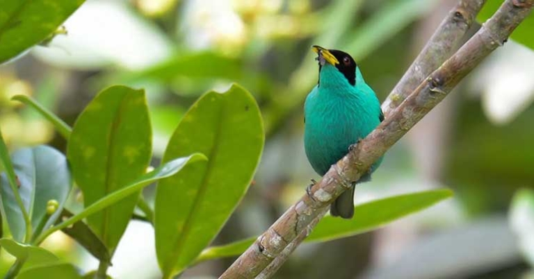 Green Honeycreeper