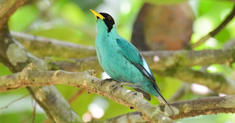 Green Honeycreeper