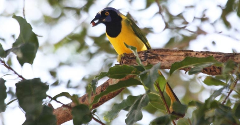 Green Jay