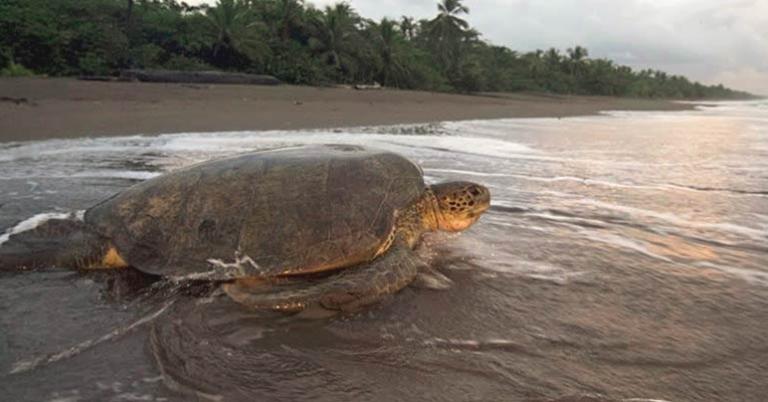 Green sea turtle on the beach