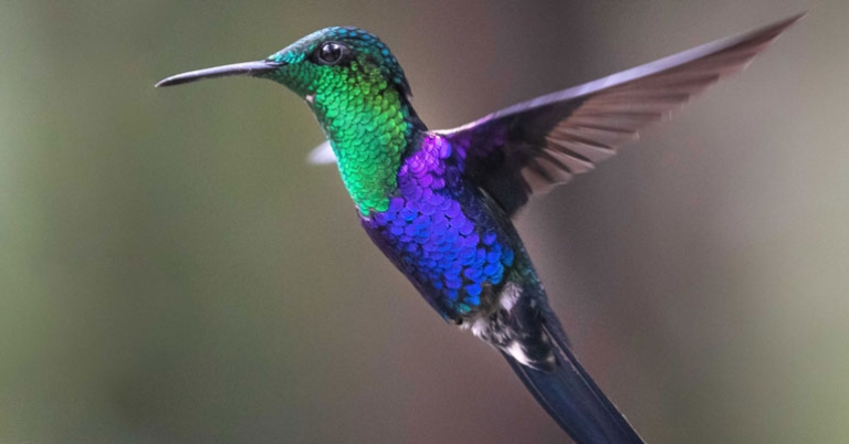 Green-crowned Woodnymph