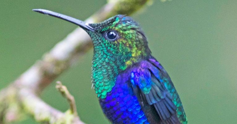 Green-crowned Woodnymph, Milpe Bird Sanctuary