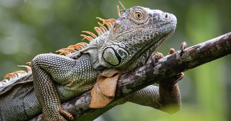 Green iguana