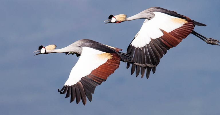 Gray Crowned-Crane